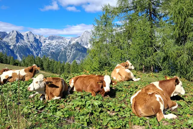 Gemütliches Mittagsschläfchen mit herrlicher Aussicht.