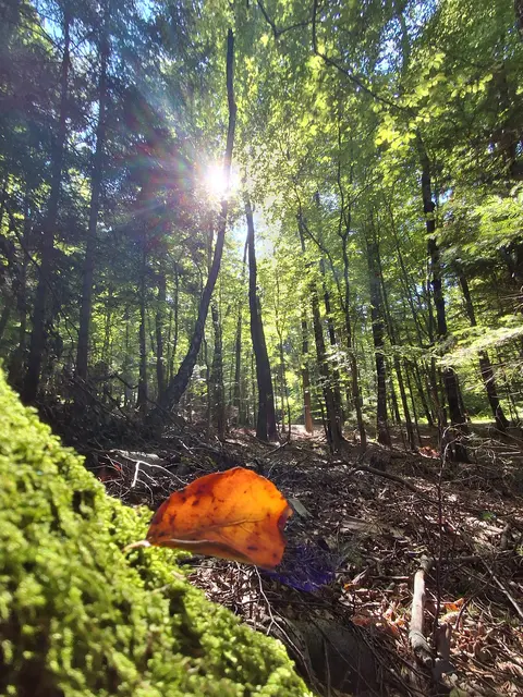 Das goldene Blatt  | Foto: Gold Michaela