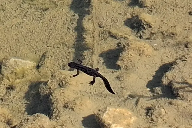 Was schwimmt den da?