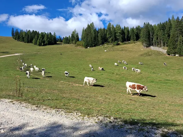Viele Kühe weiden noch und genießen das schöne Wetter.