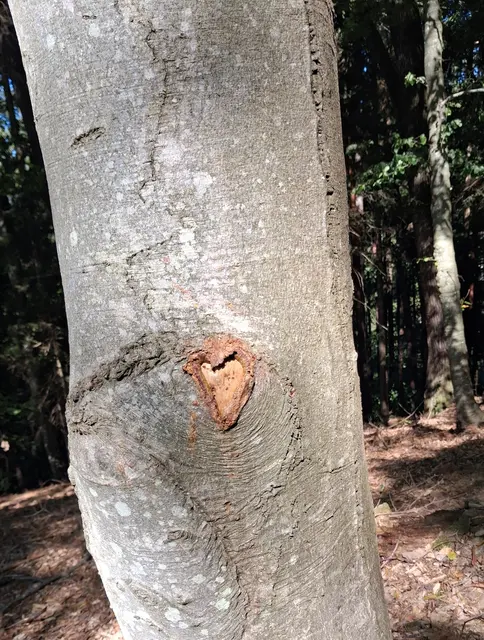Ein Herzerlbaum - wie schön | Foto: Gold Michaela