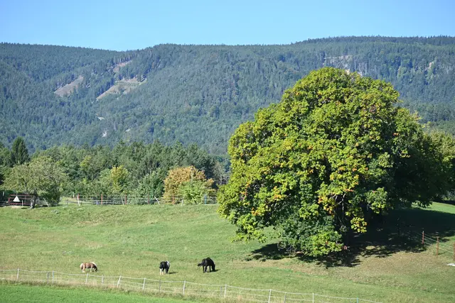 Der markante Baum auf der Weide dürfte auch ein Naturdenkmal sein (Traubeneiche)