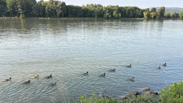 Das Gänsesäger-Dutzend !
