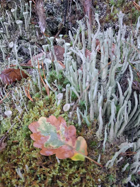 Und wieder entdecke ich das eher seltene Trichtermoos, welches ich auch am Steinstückl gesehen hab. | Foto: Gold Michaela