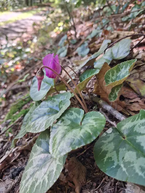 Es blühen viele Zyklamen und das riecht man auch gut | Foto: Gold Michaela