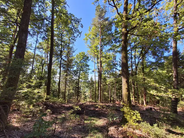 Schöne lichte Mischwälder  | Foto: Gold Michaela