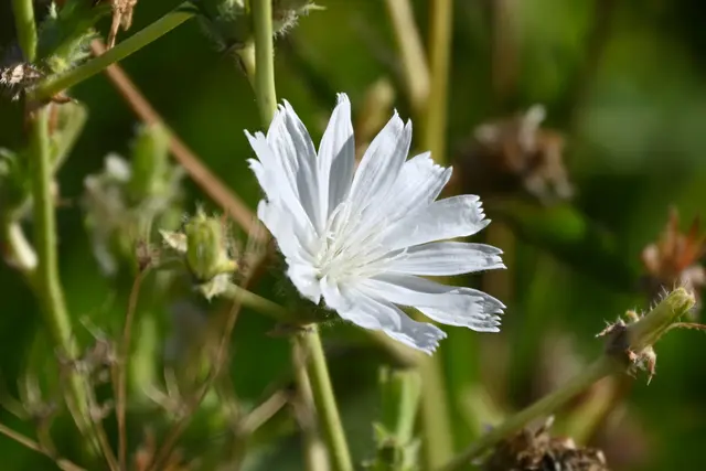 Eine seltene weiße Wegwarte