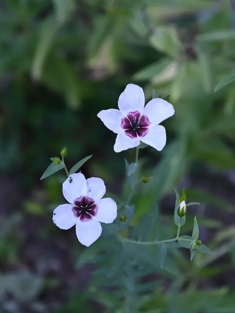 Die sind offenbar aus dem Schlossgarten entwischt