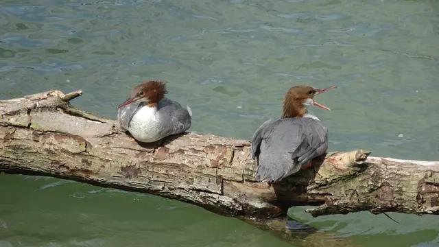 Gänsesäger an der Donau