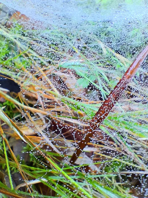 Die Spinnweben mit den vielen Tautröpchen sind typisch für den Herbstbeginn. An einer Stelle gab es sehr viele davon | Foto: Gold Michaela