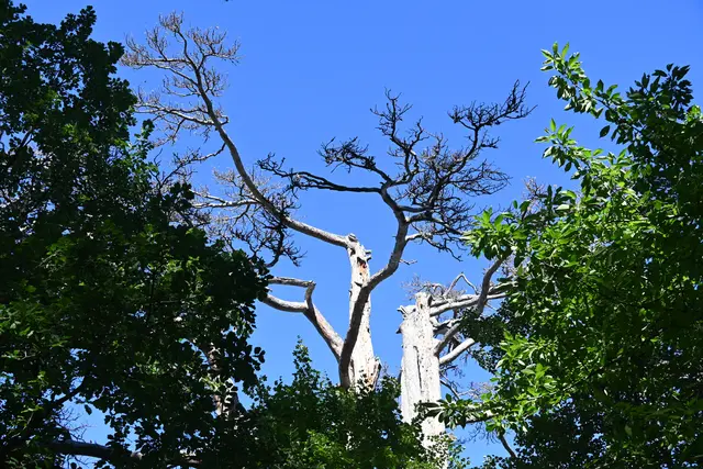 Schaut irgendwie abgestorben aus