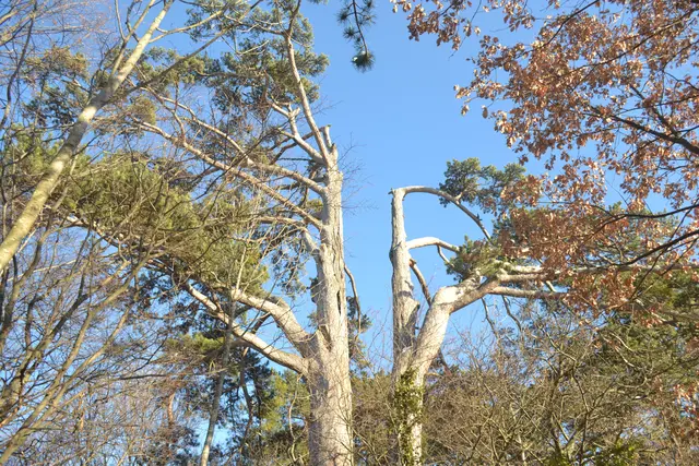 Foto vom Jän. 21 , da ist noch alles grün