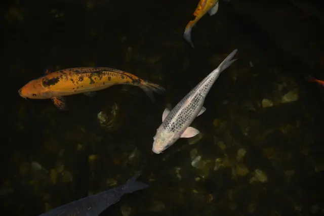 Foto: Gerald Dreisieber