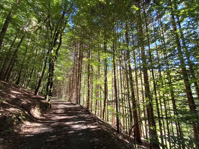 Am Weg geht gemütlich um den "Berg" herum | Foto: Gold Michaela
