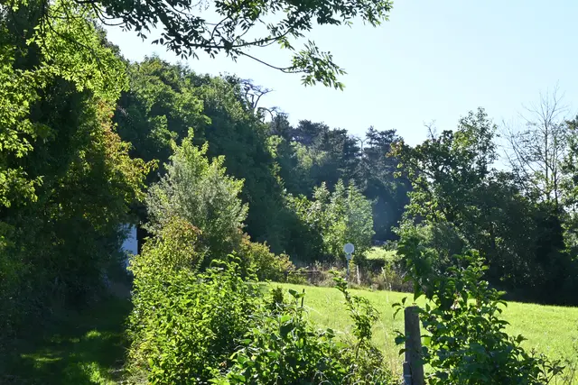 Das dürre Geäst des Vierbrüderbaums überragt die anderen Bäume