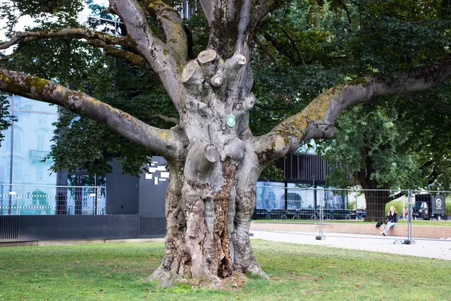 Die Blutbuche, ein Naturdenkmal, | Foto: IKM