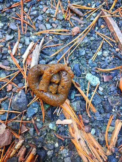 Da musste ich lassen, das es ein Tierchen schafft, dass seine Hinterlassenschaft herzförmig fällt 😅 | Foto: Gold Michaela