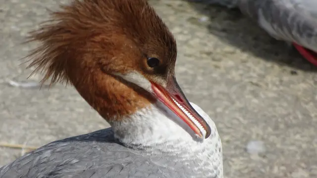 Deswegen heißt der Gänsesäger so !