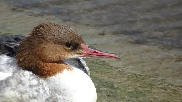 Gänsesäger - immer auf der Lauer !