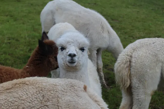 Dieses Jahr sind zum ersten Mal Fohlen auf dem Hof zur Welt gekommen.