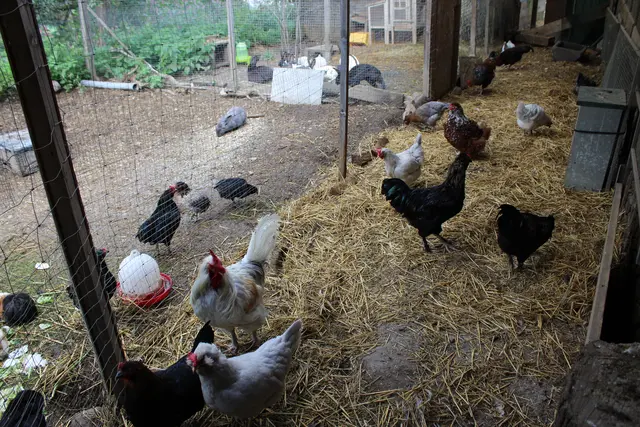Auch Hasen, Meerschweinchen und Hühner sind auf dem Fosserhof zu Hause.