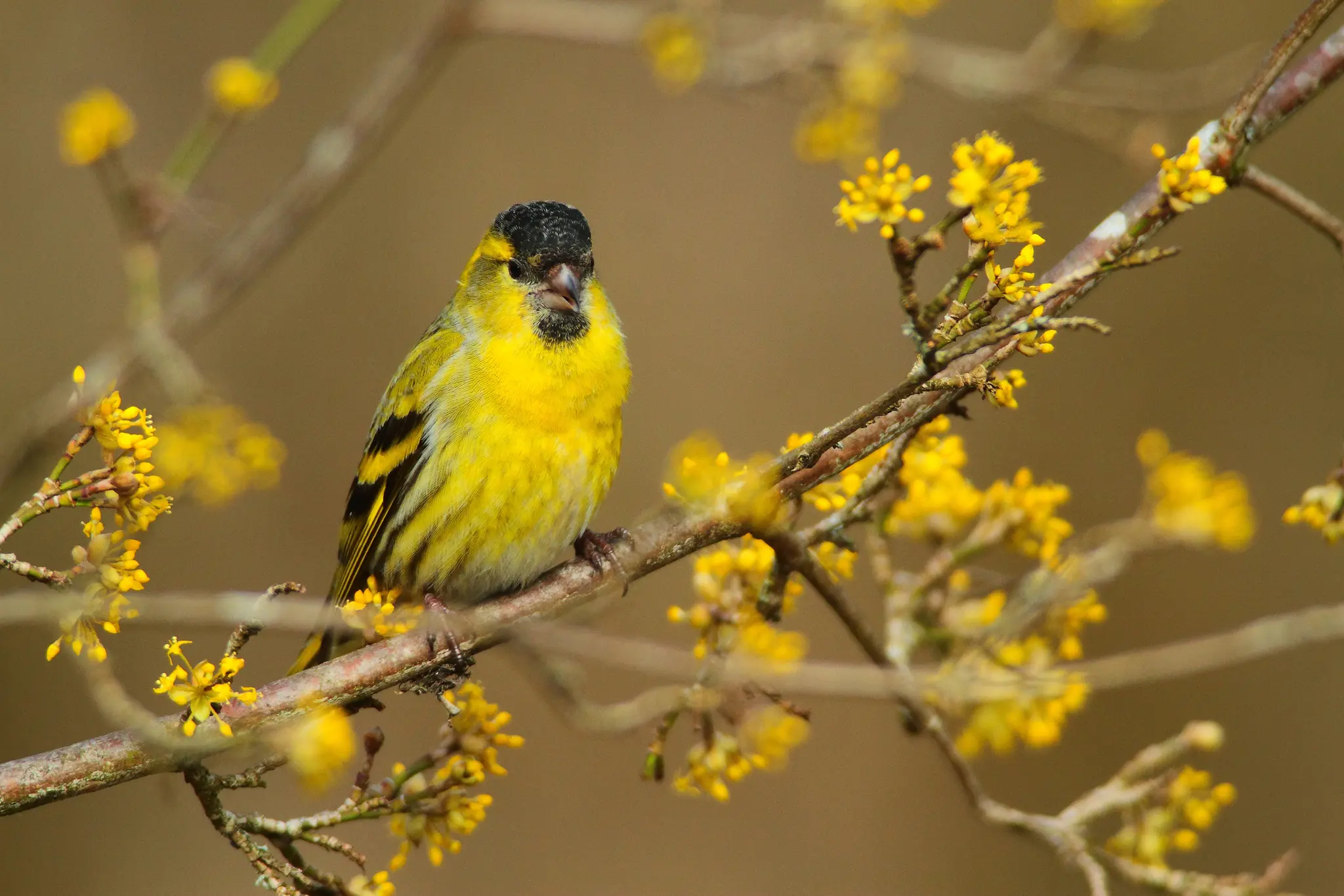 Naturschutzbund-Ober-sterreich-spricht-sich-gegen-berholte-Tradition-des-Vogelfanges-im-Salzkammergut-aus