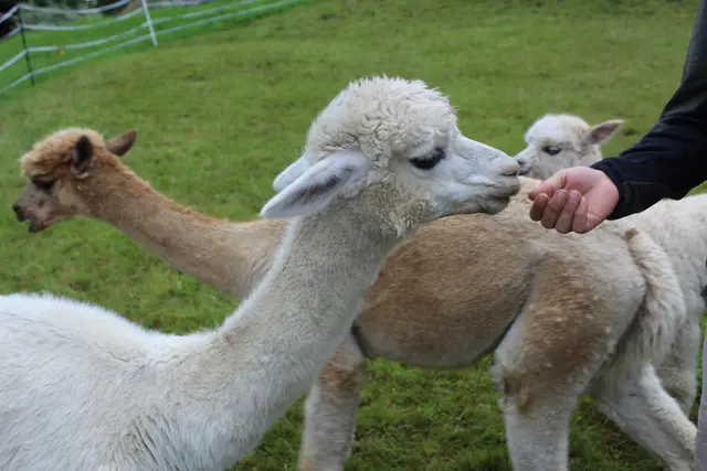 Die Alpakas fressen gerne aus der Hand ihrer Besitzer.