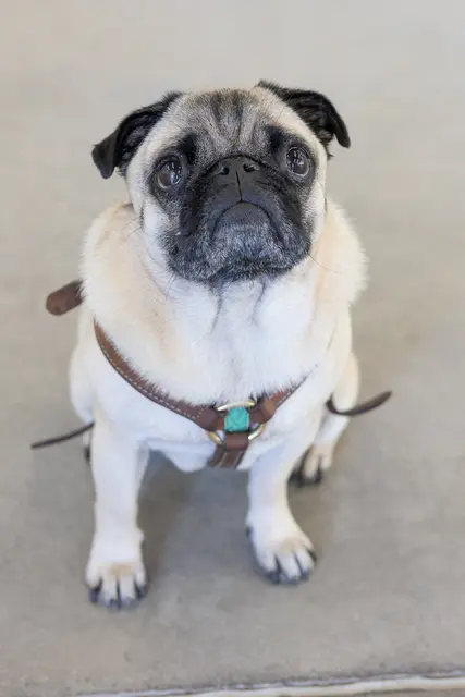 Foto: René Brunhölzl/MeinBezirk