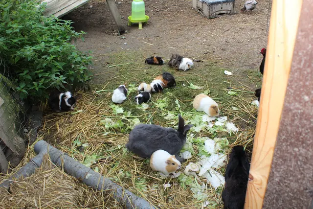 Auch Hasen, Meerschweinchen und Hühner sind auf dem Fosserhof zu Hause.