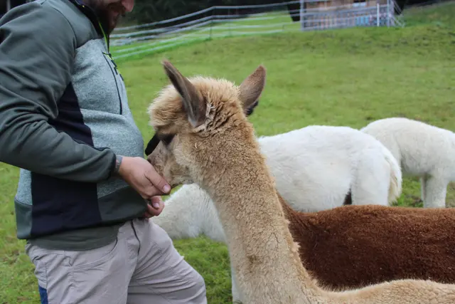 Die Alpakas fressen gerne aus der Hand ihrer Besitzer.