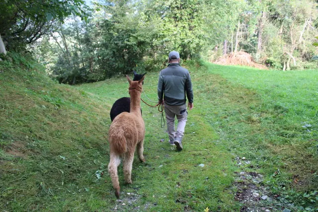 Die Alpakas auf einem Spaziergang.