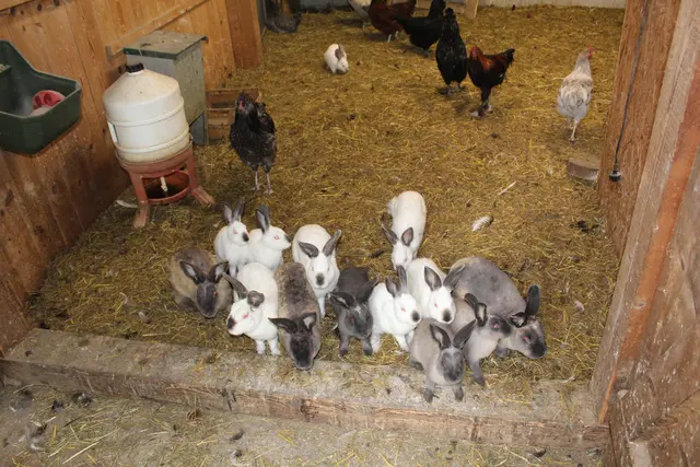 Auch Hasen, Meerschweinchen und Hühner sind auf dem Fosserhof zu Hause.