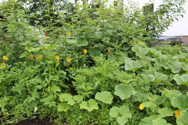 Im eigenen Kräutergarten wächst eine Vielzahl an Pflanzen.