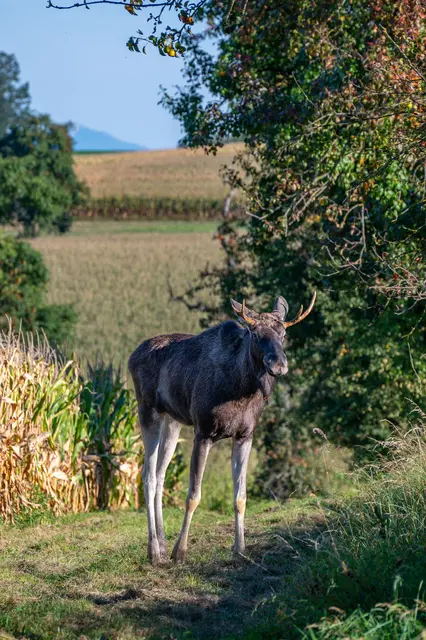 Emil wurde kürzlich unter anderem in Kremsmünster gesichtet. Nun wurde er betäubt und umgesiedelt.
 | Foto: TEAM FOTOKERSCHI & JONAS GROßAUER
