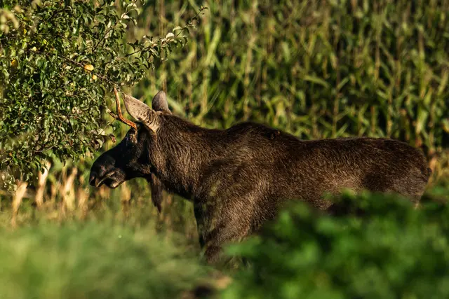 Der sanfte Riese wurde nach der Betäubung verladen und nach Tschechien gebracht. | Foto: Team FotoKerschi/Jonas Großauer