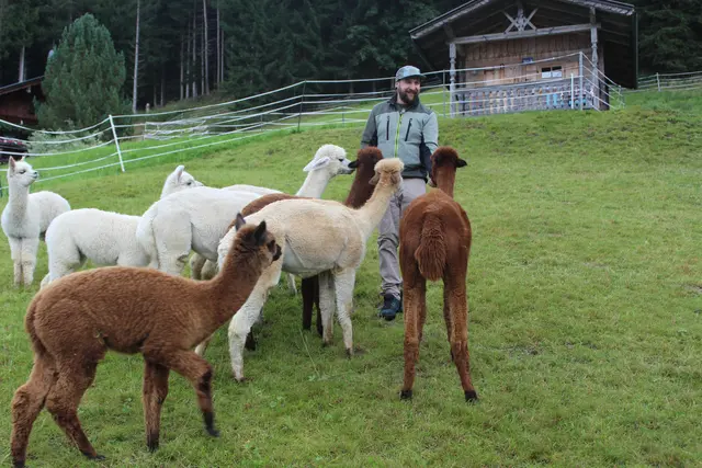 Die Alpakastuten freuen sich auf die Fütterung.