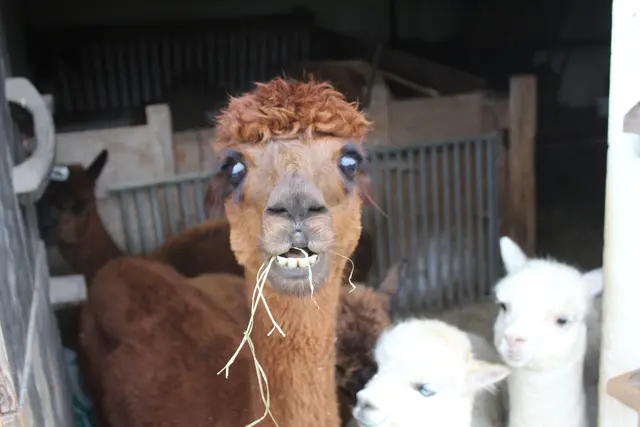 Alpakas sind ruhige und sanfte Wesen.