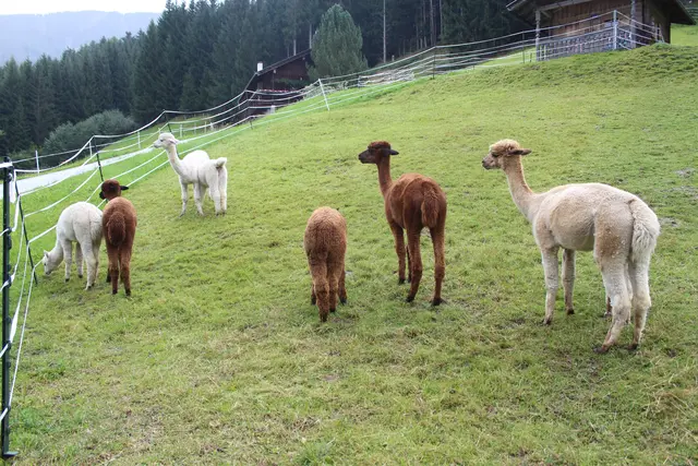 Alpakas sind ruhige und sanfte Wesen.