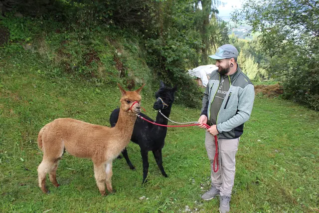 Die Alpakas auf einem Spaziergang.