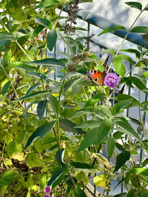 Es ist das Ende, sagt die Raupe. Nein, es ist der Anfang, sagt der Schmetterling. | Foto: zVg