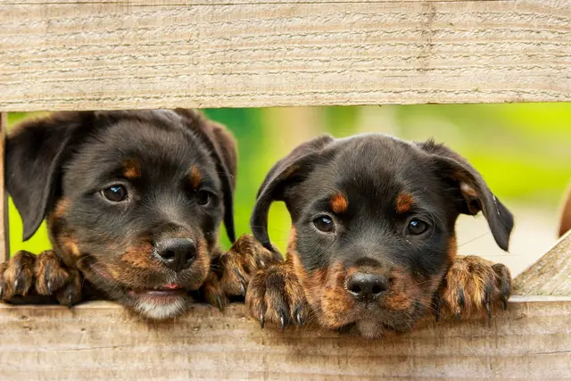 Hunde können ein Lächeln ins Gesicht zaubern. | Foto: Pixabay (Symbolbild)