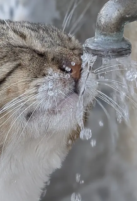 Katze trifft Wasser. | Foto: Andrea Handler Gschweidl