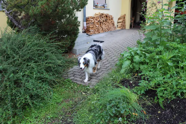 Auch Hofhund Chester ist immer mit dabei.