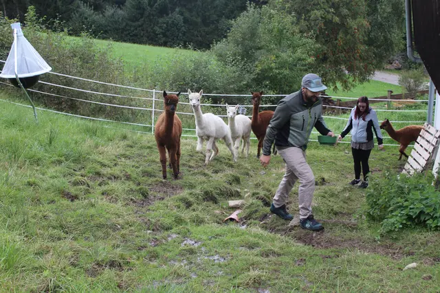 Die Alpakastuten freuen sich auf die Fütterung.