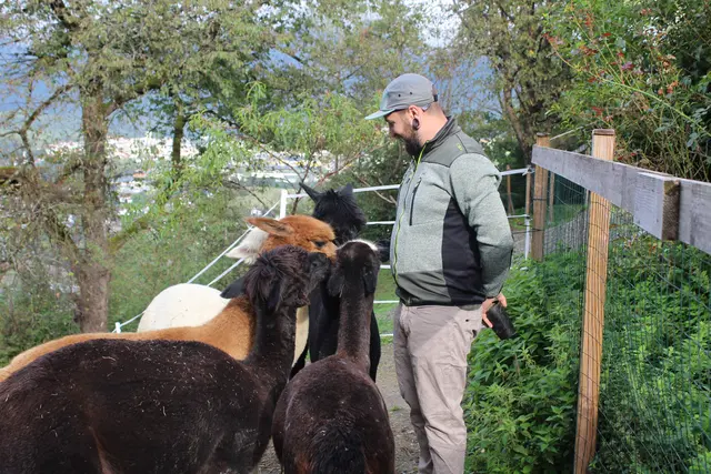 Die Alpakas fressen gerne aus der Hand ihrer Besitzer.