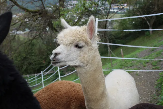 Alpakas sind ruhige und sanfte Wesen.