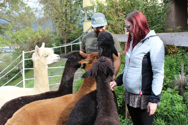 Die Alpakas fressen gerne aus der Hand ihrer Besitzer.