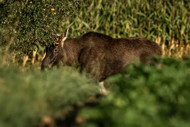 Heute überquerte Elch Emil die Bezirksgrenze zu Wels-Land, wo er mit einem Betäubungsgewehr rund 200 Meter vor der Westautobahn gestoppt wurde. | Foto: Team FotoKerschi/Jonas Großauer