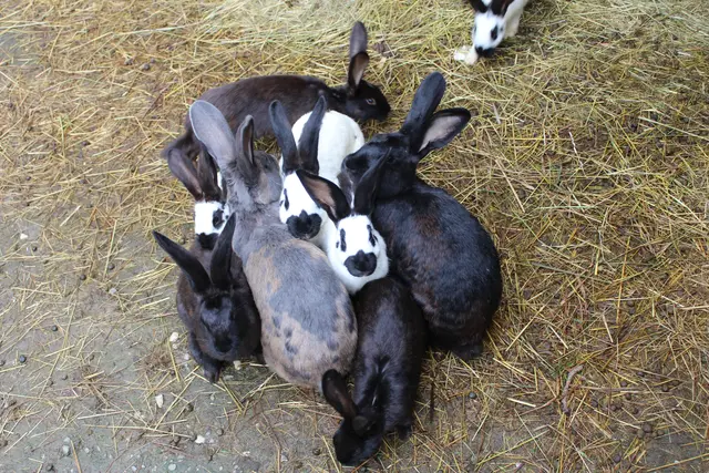 Auch Hasen, Meerschweinchen und Hühner sind auf dem Fosserhof zu Hause.