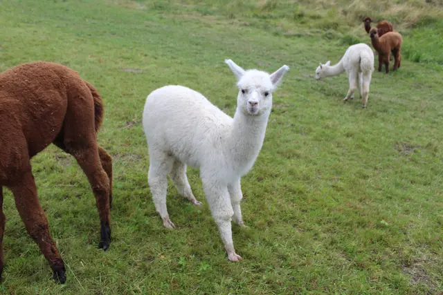 Dieses Jahr sind zum ersten Mal Fohlen auf dem Hof zur Welt gekommen.